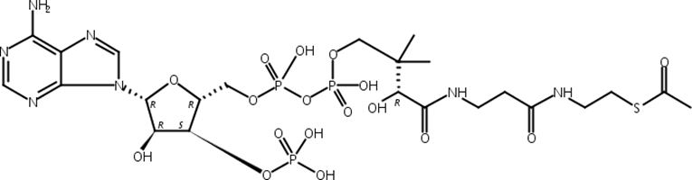乙酰基辅酶A,Acetyl Coenzyme A