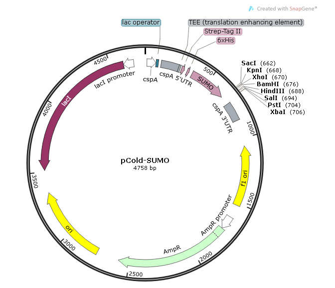 pCold-SUMO 载体,pCold-SUMO