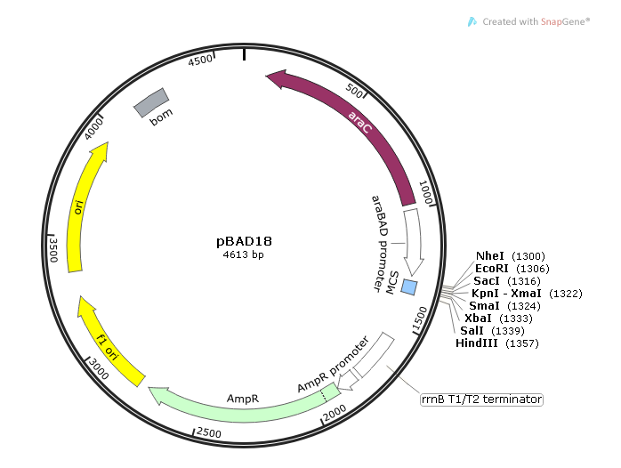 pBAD18 載體,pBAD18