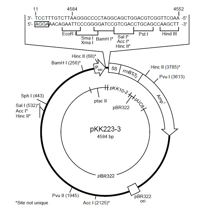 pKK223-3 载体,pKK223-3