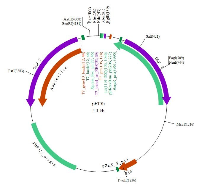 pET-5b(+) 载体,pET-5b(+)