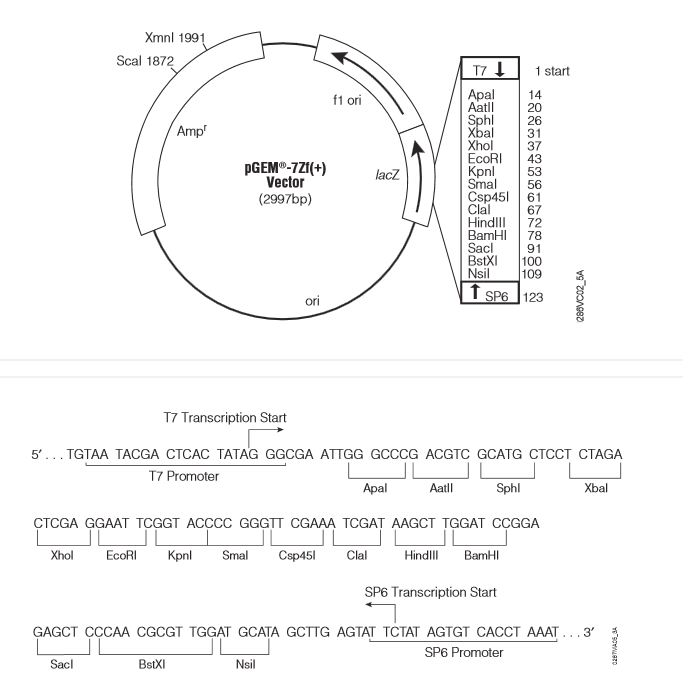 pEGM-7ZF(+) 載體,pEGM-7ZF(+