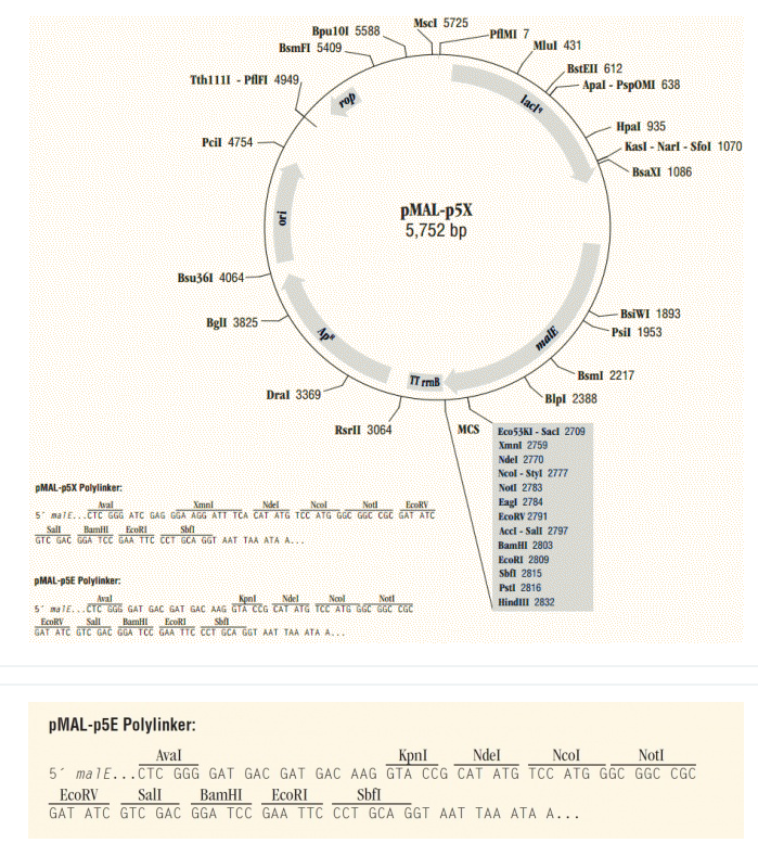 pMAL-p5E 載體,pMAL-p5E