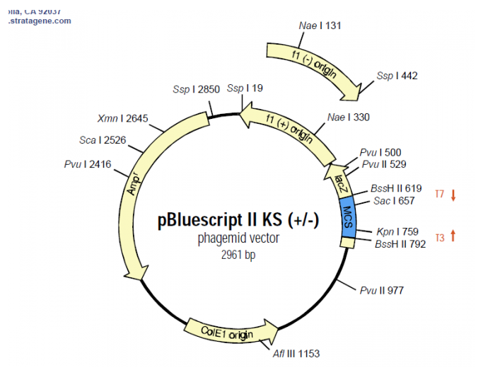 pBluescript II KS(-) 载体,pBluescript II KS(-