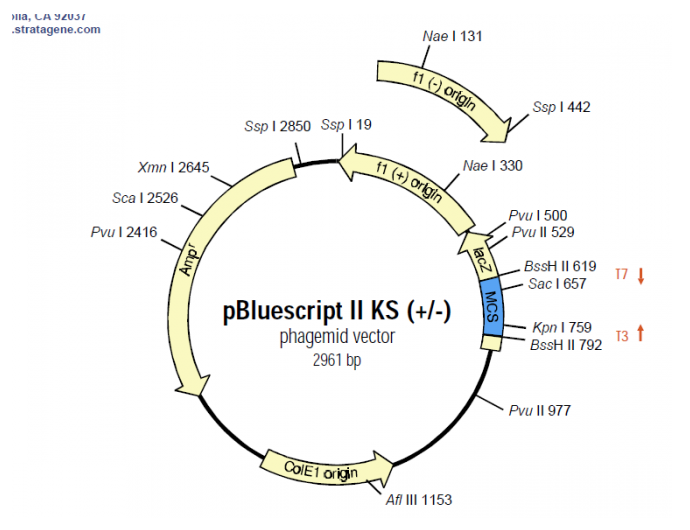 pBluescript II KS(-) 載體,pBluescript II KS(-