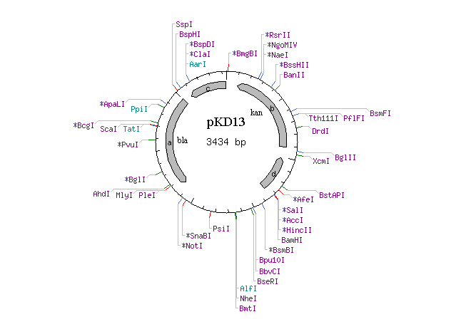 pKD13 載體,pKD1