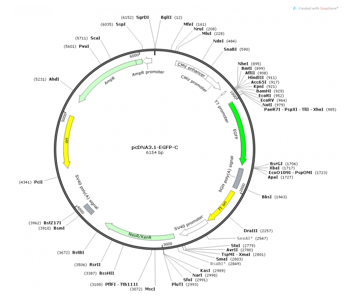 pcDNA31-EGFP-C 載體,pcDNA31-EGFP-C