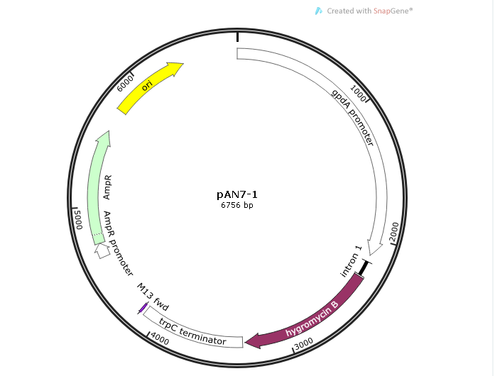 pAN7-1 载体,pAN7-1