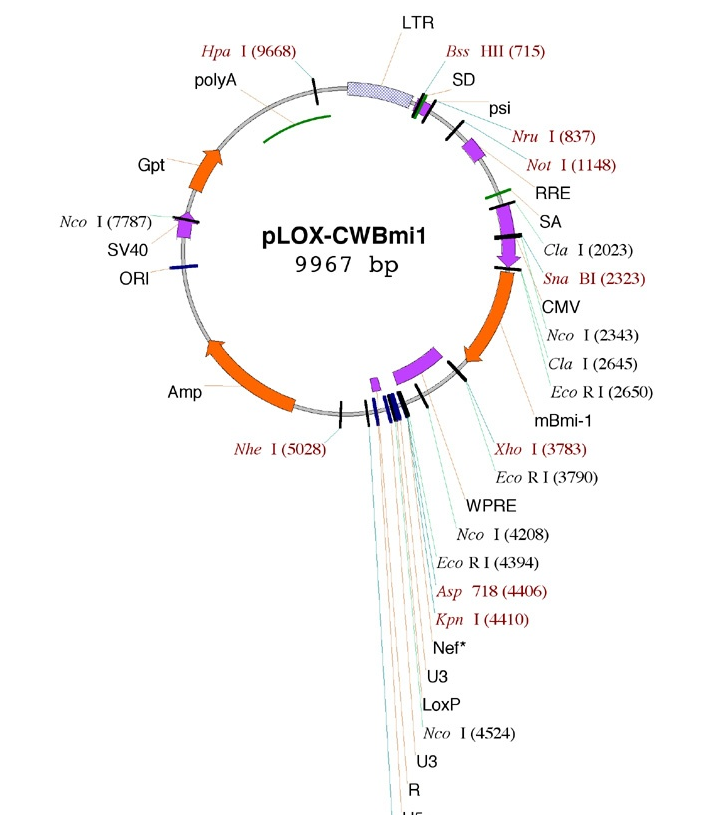 pLOX-CWBmi1 載體,pLOX-CWBmi1