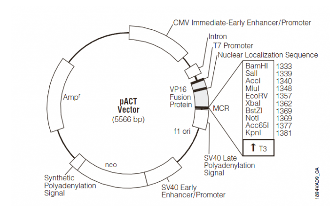 pACT 載體,pACT