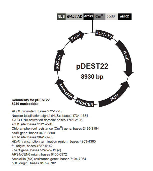 pDEST22 载体,pDEST22