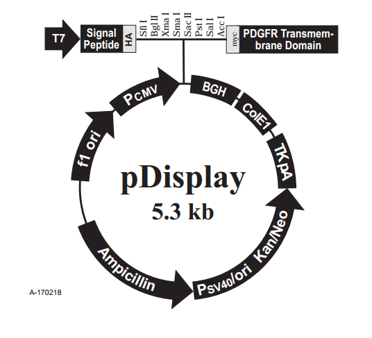 pDisplay 载体,pDisplay