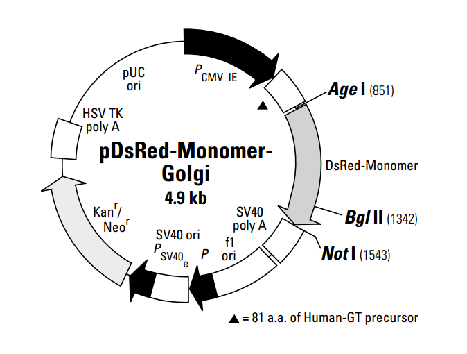 pDsRed-Monomer-Golgi 载体,pDsRed-Monomer-Golgi