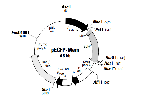 pECFP-MEM 载体,pECFP-MEM