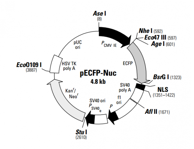 pECFP-Nuc 载体,pECFP-Nuc
