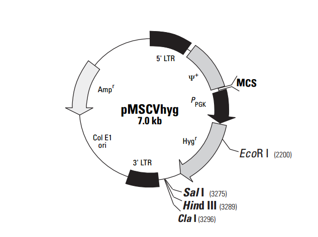pMSCVhyg 载体,pMSCVhyg