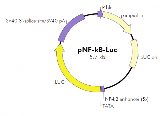 pNF-κB-Luc 载体,pNF-κB-Luc