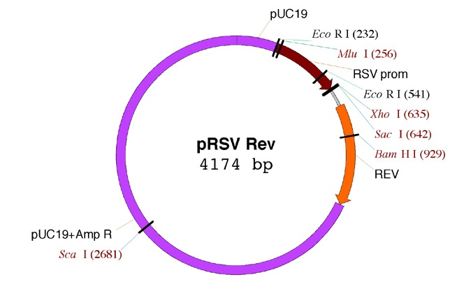 pRSV-Rev 载体,pRSV-Rev