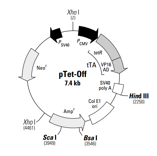 pTet-Off 载体,pTet-Off