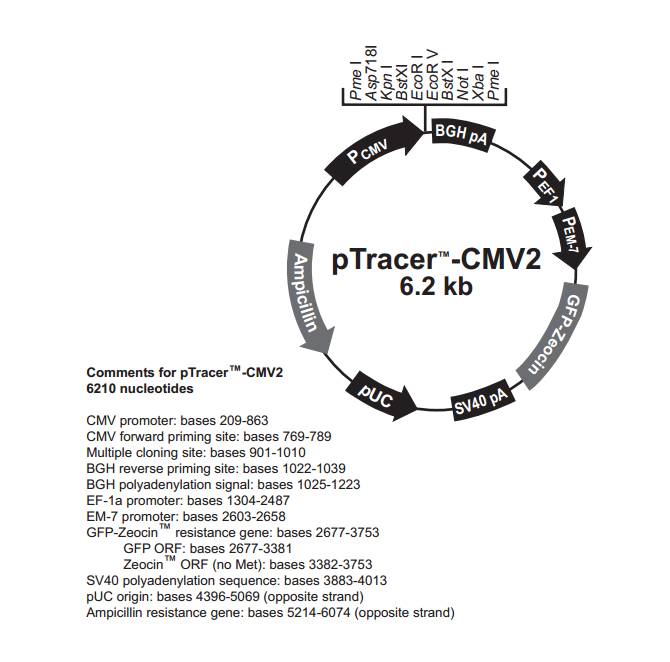 pTracer-CMV2 载体,pTracer-CMV2