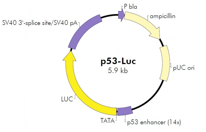 p53-Luc 载体,p53-Lu