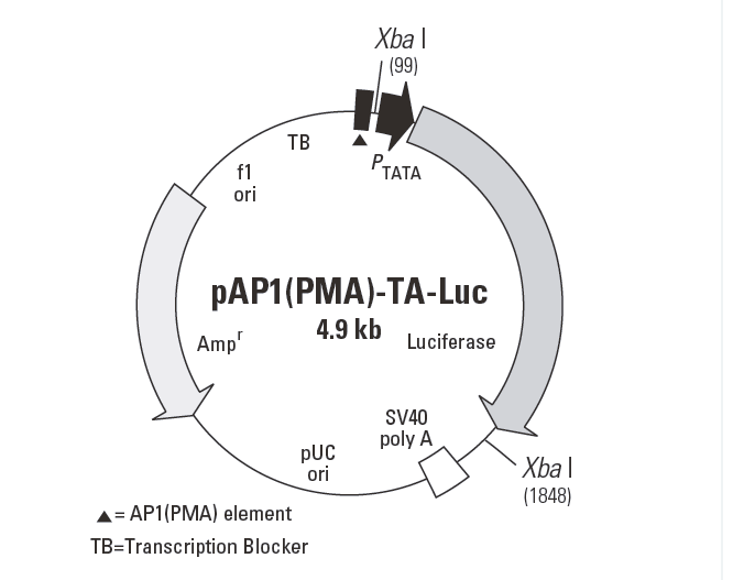 pAP1(PMA)-TA-Luc 載體,pAP1(PMA)-TA-Luc