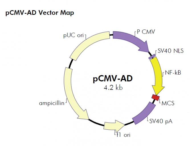 pCMV-AD 载体,pCMV-AD