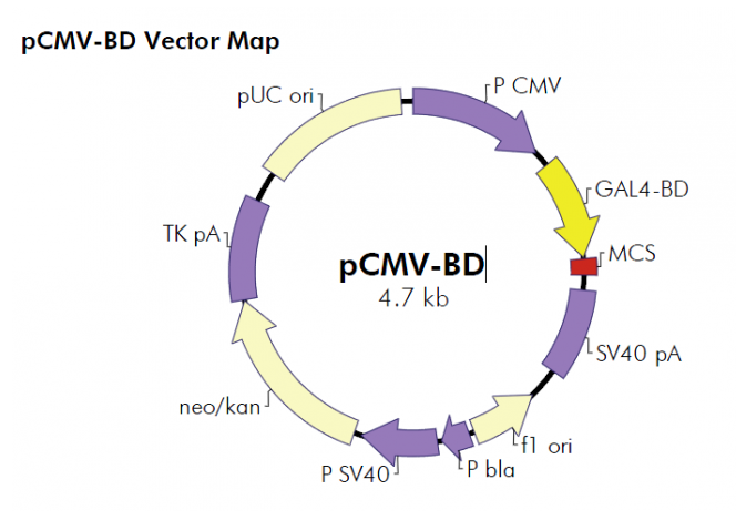 pCMV-BD 載體,pCMV-BD