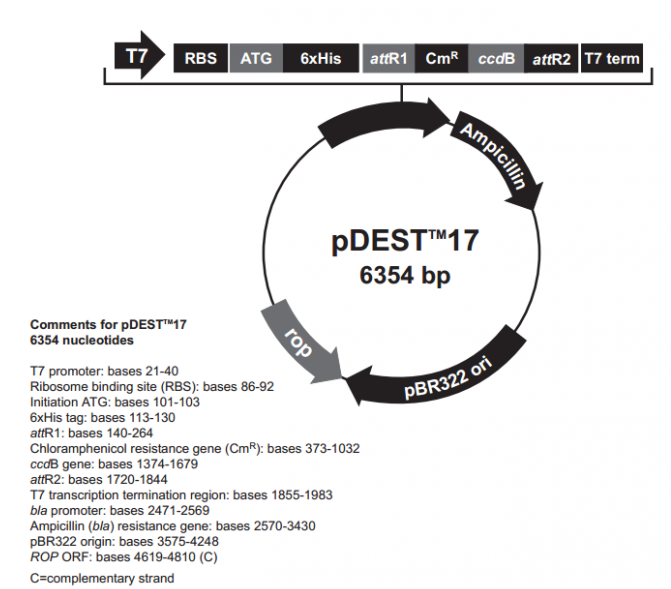 pDEST17 载体,pDEST17