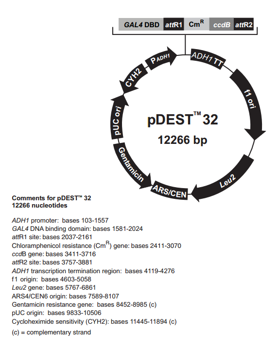 pDEST32 载体,pDEST32