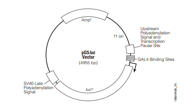 pG5luc 载体,pG5luc