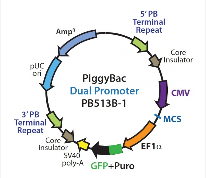 PiggyBac Dual Promoter 載體,PiggyBac Dual Promoter