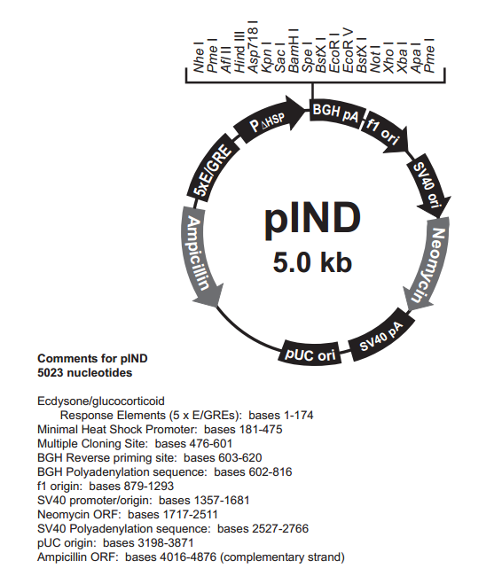 pIND 载体,pIND