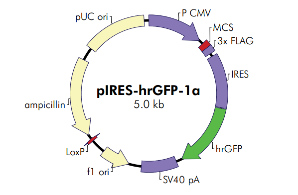 pIRES-hrGFP-1a 载体,pIRES-hrGFP-1