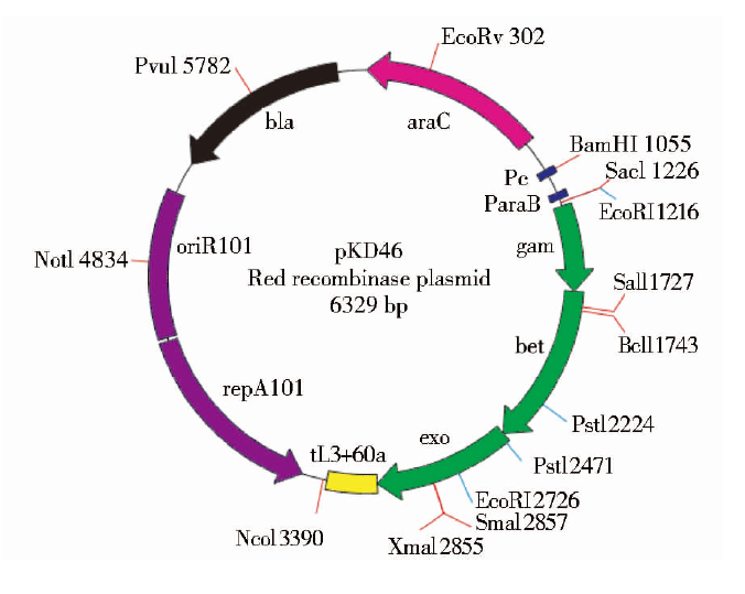 pKD46 载体,pKD46