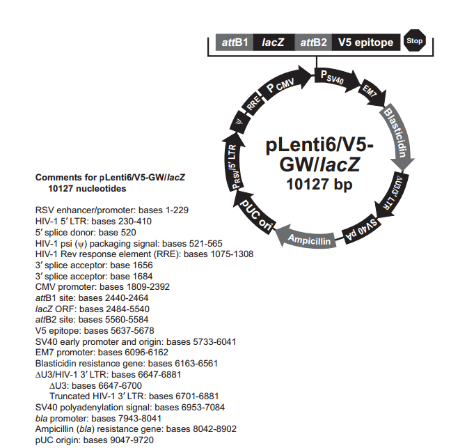 pLenti6/V5-GW/lacZ 载体,pLenti6/V5-GW/lacZ