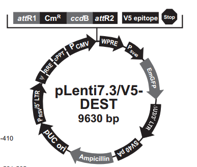 pLenti73/V5-DEST 载体,pLenti73/V5-DEST