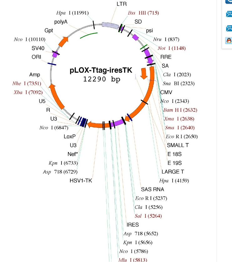 pLOX-Ttag-iresTK 载体,pLOX-Ttag-iresTK