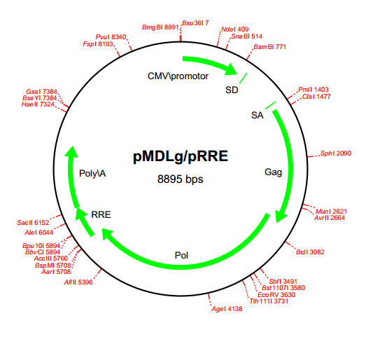 pMDLg/pRRE 載體,pMDLg/pRRE