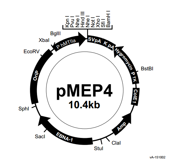 pMEP4 载体,pMEP