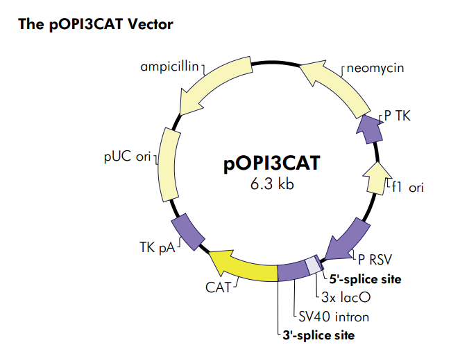 pOPI3CAT 载体,pOPI3CAT