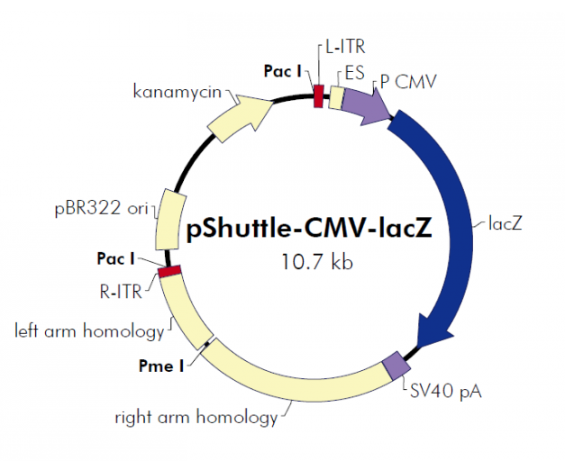 pShuttle-CMV-lacZ 载体,pShuttle-CMV-lac