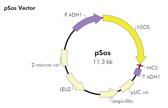 pSos 载体,pSos