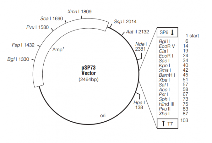 pSP73 载体,pSP73