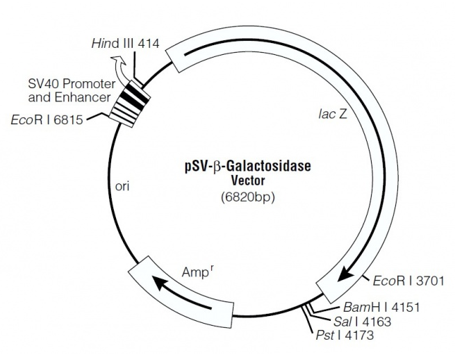 pSV-β-Galactosidase 載體,pSV-β-Galactosidase