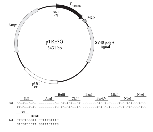 pTRE3G 载体,pTRE3