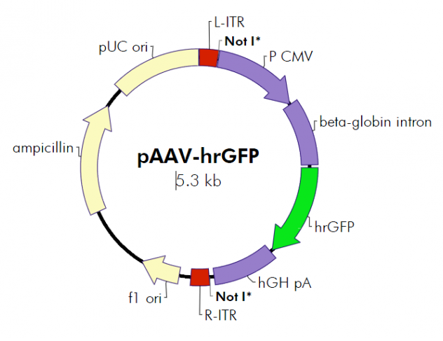 pAAV-hrGFP 载体,pAAV-hrGFP