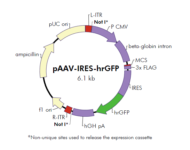 pAAV-IRES-hrGFP 载体,pAAV-IRES-hrGFP