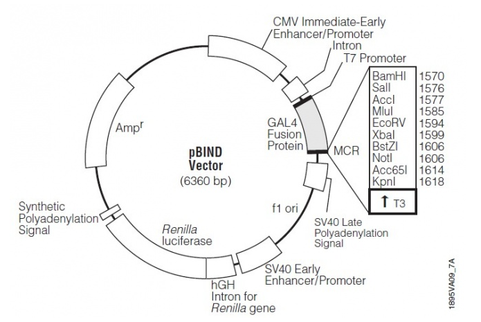 pBIND 載體,pBIND