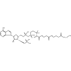 辛酰基辅酶A,游离酸，1264-52-4